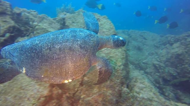 Sea of Cortez Wonders смотреть онлайн