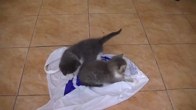 ▶ Котята играют с пакетом YouTube 720p смотреть онлайн