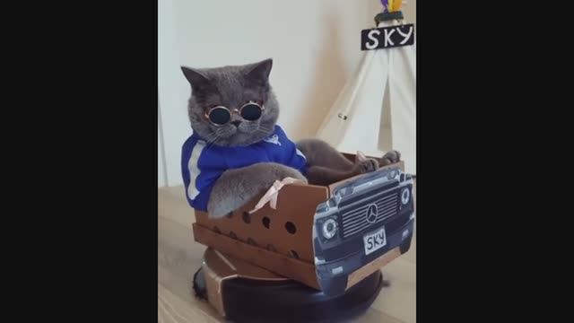 Уровень-"КОТ".Подборка пушистиков с озвучкой. смотреть онлайн