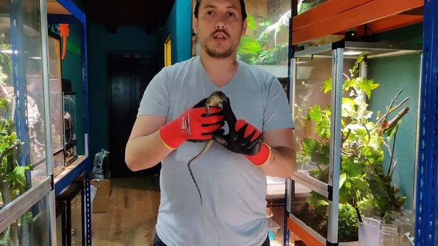 (Guía)  VARANUS TIMORENSIS ?Varano De Timor ► Alimentación Y Cuidados ? ? ?