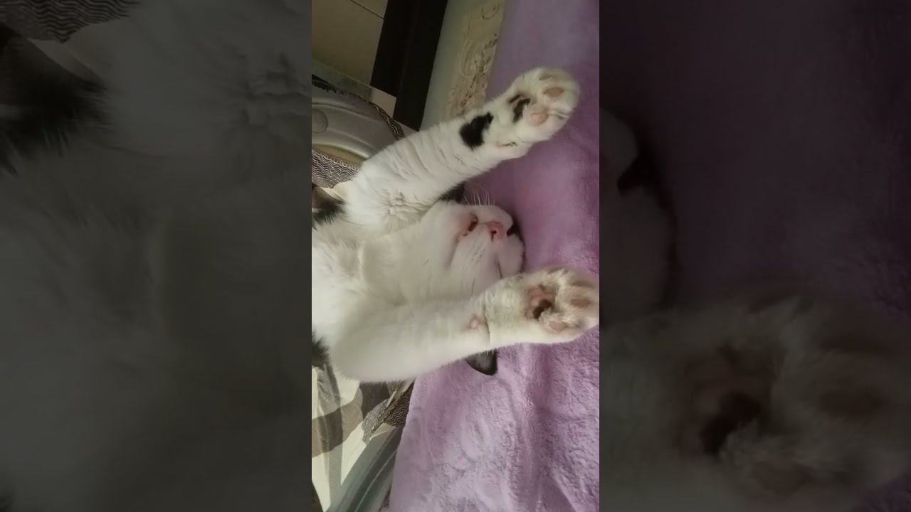 СЛАДКИЙ СОН МОЕГО КОТА