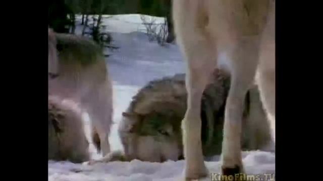 Волки - часть первая смотреть онлайн