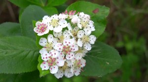 Черноплодная рябина.