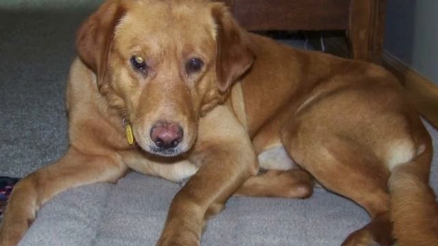 Mozart Welcome Home!.mov смотреть онлайн