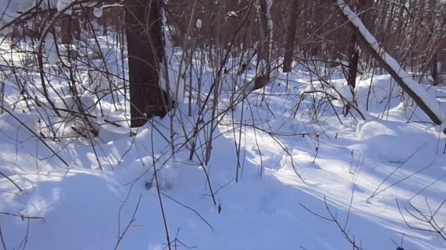 Охота  на   зайца.    Добираем  подранка.