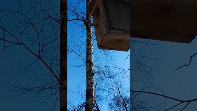 Белочка в парке#animals#животные#squirrel#белка#парк#прогулка смотреть онлайн