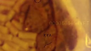 Смоки Мо Антон