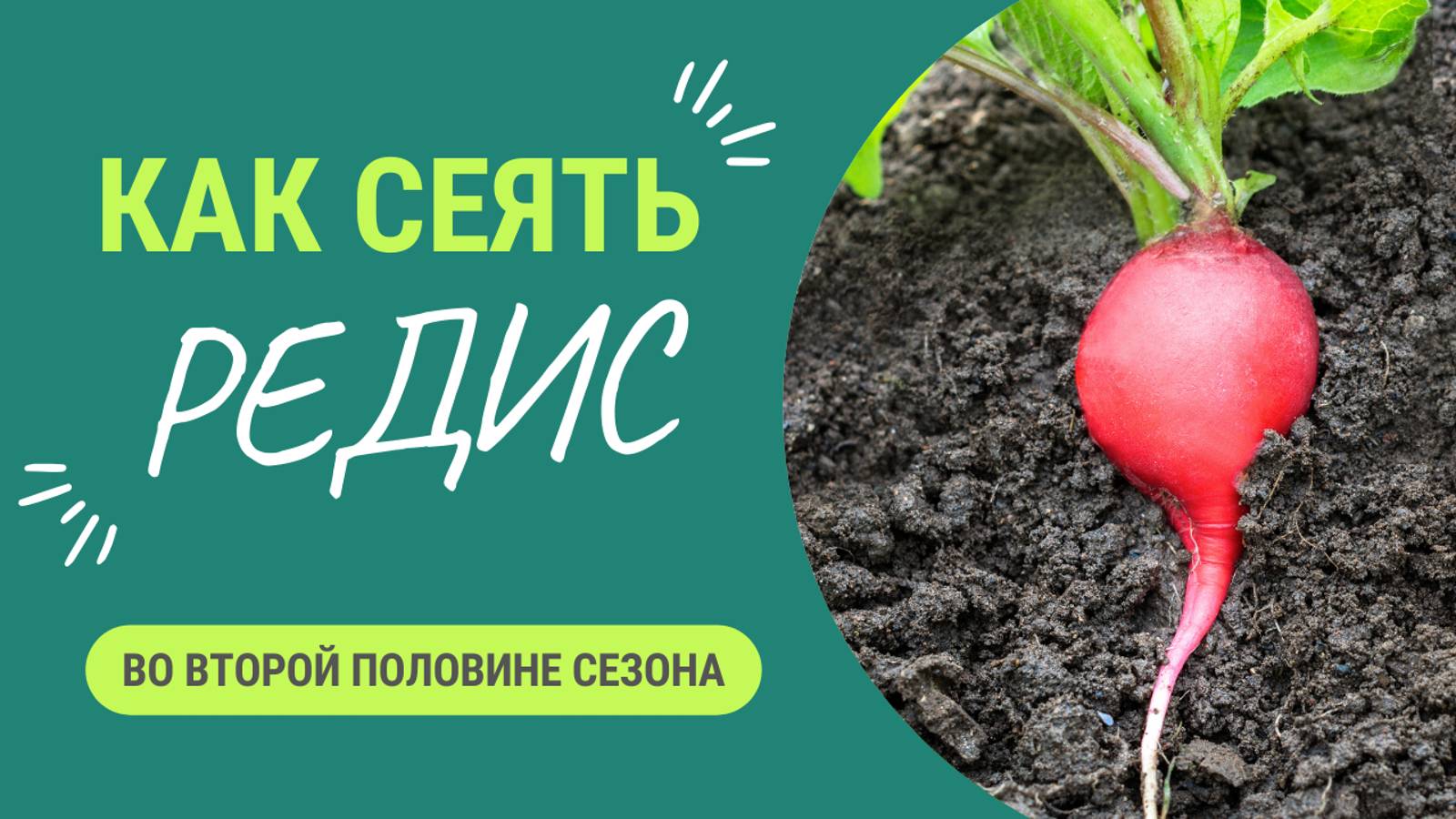 КАК СЕЯТЬ РЕДИС ВО ВТОРОЙ ПОЛОВИНЕ СЕЗОНА?.ЛУЧШИЙ СОРТ смотреть онлайн