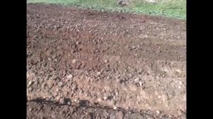 Нарезка борозд окучником.Трактор Т-25.