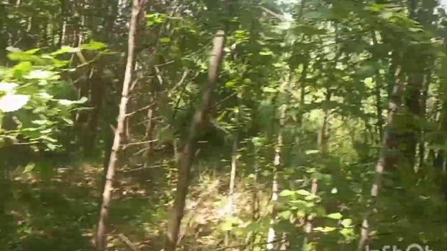 ?Открыла ягодный сезон ? 18.06.2023 г. сбор лесной земляники? смотреть онлайн