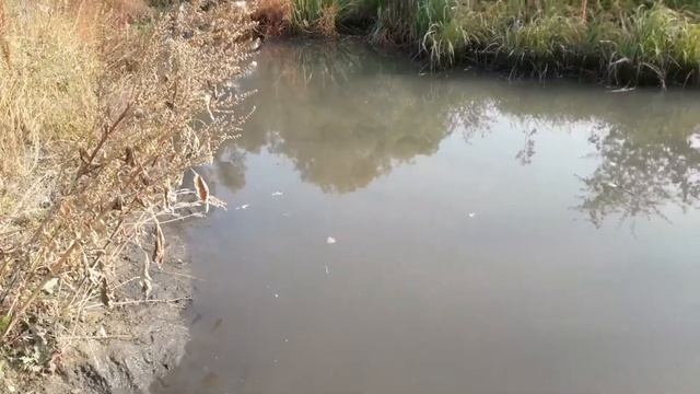 Река ВАЛУЙ. Плотины бобров . смотреть онлайн