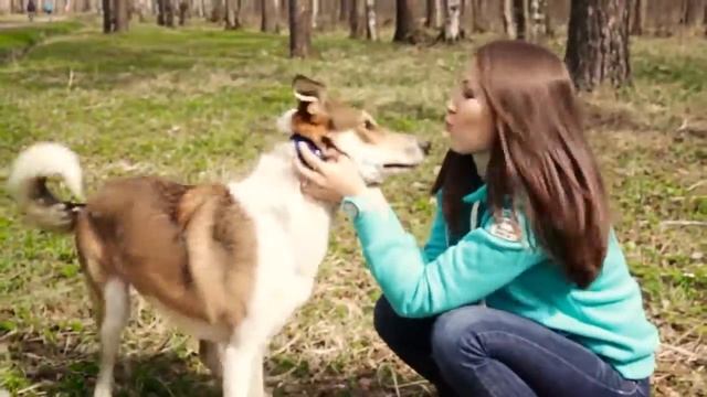 GPS трекер PetTracker смотреть онлайн