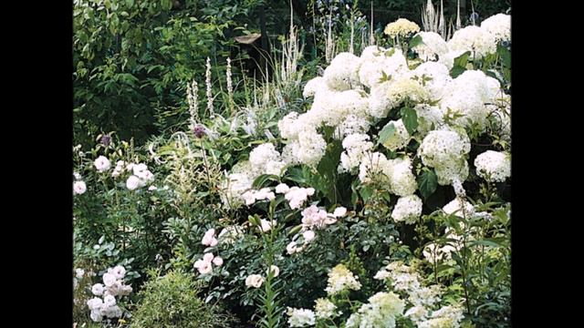 Color in the garden. Азбука цветовода. Монохромные и контрастные цветники. смотреть онлайн