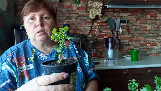 Посылочка с хризантемами ! . Мороз -5. Жизнь на пенсии. За 3-4 мая. Хроника. смотреть онлайн