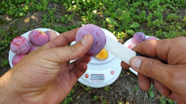 СЛИВА СУПЕРИОР !!! PLUM SUPERIOR !!! ДИПЛОИДНЫЕ СЛИВЫ