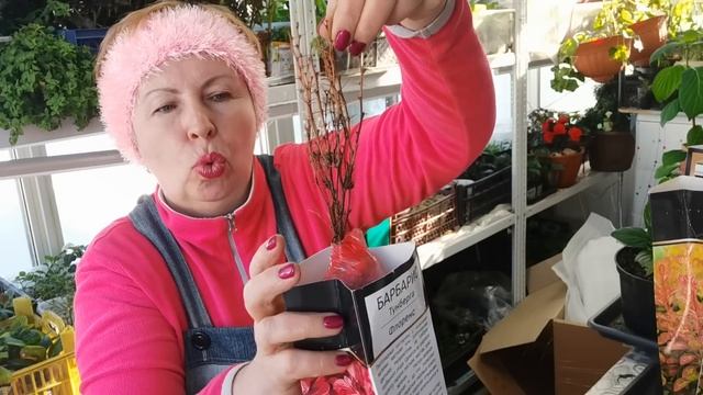 НОВИНКИ красивых кустарников в сад и японские препараты. Где купила? смотреть онлайн