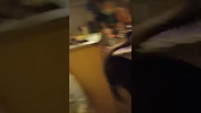 Беронесса киса Миса (четверостишье) смотреть онлайн