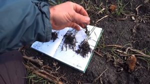 Смотри в корень! Глубина посева и развитие пшеницы.