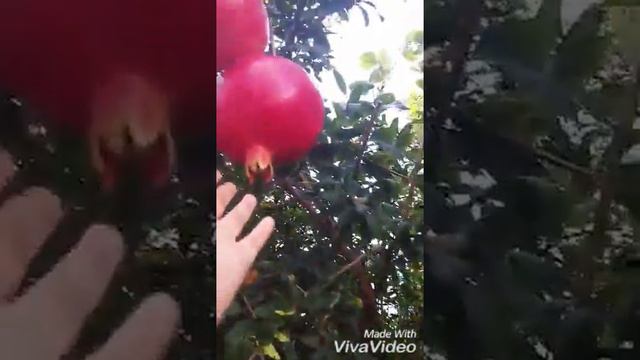 Гранаты😊 читай описание! смотреть онлайн