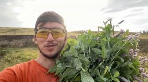 Бизнес на траве| сбор чабреца и мяты| чабрец