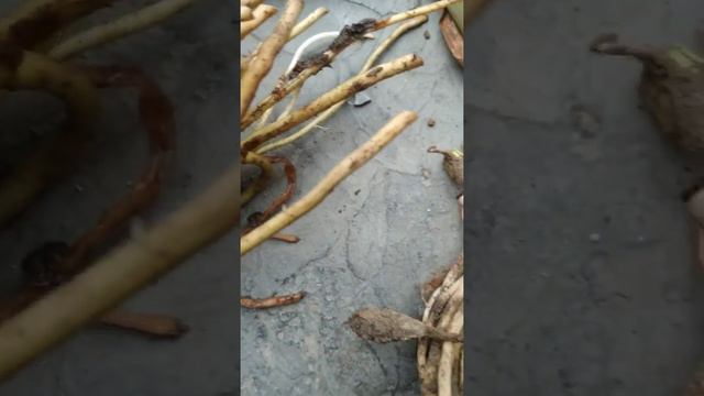 Alocasia Puber baby | Fazza Nursery - Popular plants смотреть онлайн