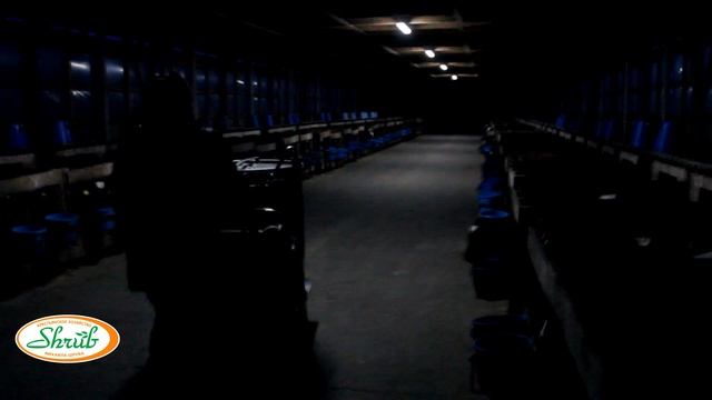 Уход за телятами с первых дней жизни. Мастер-класс от телятницы