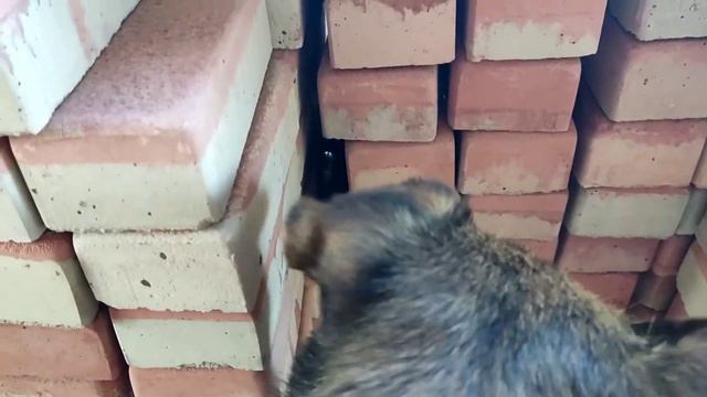 Змея нас опять обманула.Купили дом на юге. смотреть онлайн