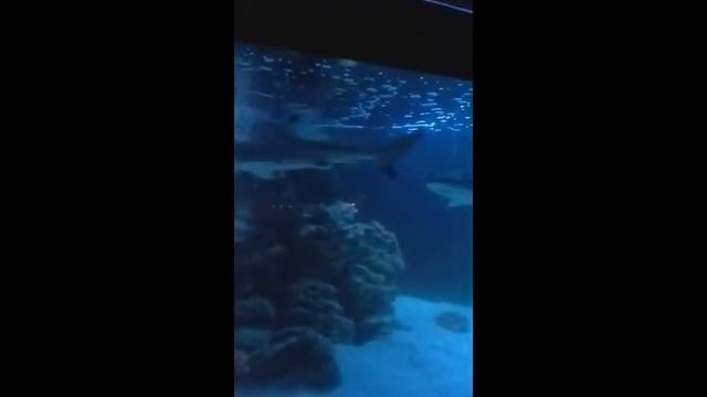 Черноперые рифовые акулы смотреть онлайн