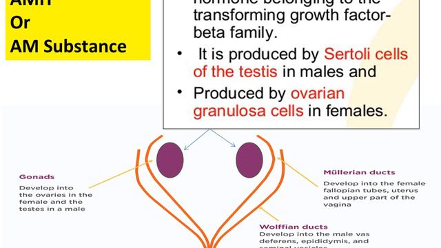 Understanding Poor Ovarian Reserve in 2020 смотреть онлайн