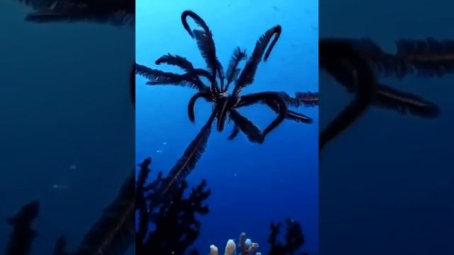 Морские лилии, или криноидеи. смотреть онлайн