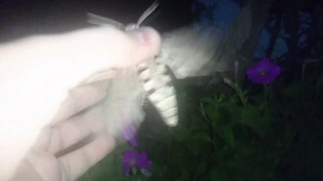 бражник вьюнковый смотреть онлайн