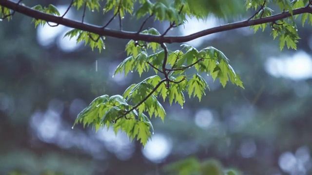 10 Hours of Relaxing Music, Sleep Music with Rain Sound, Piano Music for Stress Relief смотреть онлайн