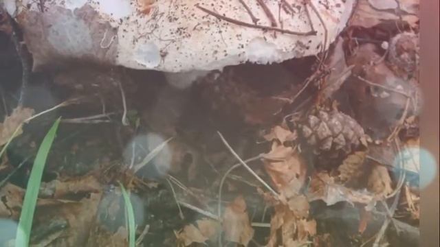 Дары леса смотреть онлайн