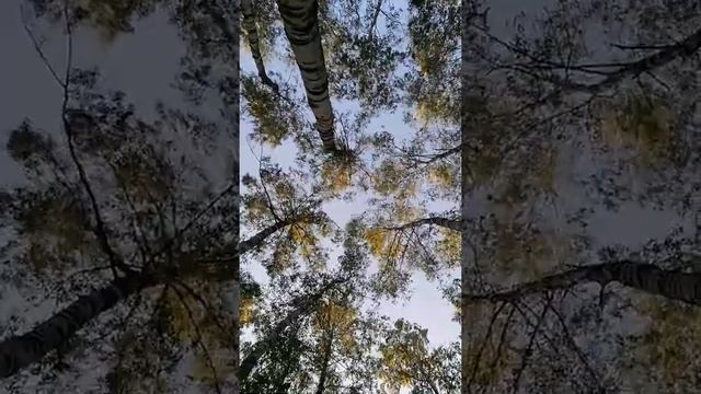 Шум леса. Красота русского березового леса. Релакс. Вид снизу на берёзки. смотреть онлайн