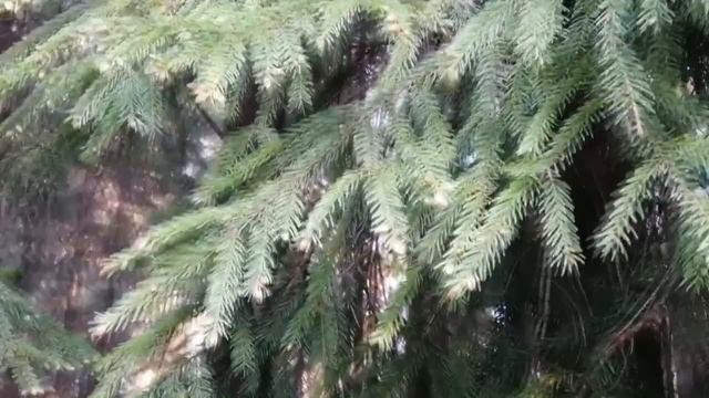 Еловые почки смотреть онлайн
