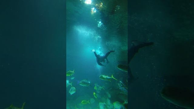 Кормление рыб. Москвариум. ВДНХ \ Feeding fish. Moskvarium. VDNKH смотреть онлайн