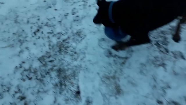 Как себя чувствует Доберман в мороз ? смотреть онлайн