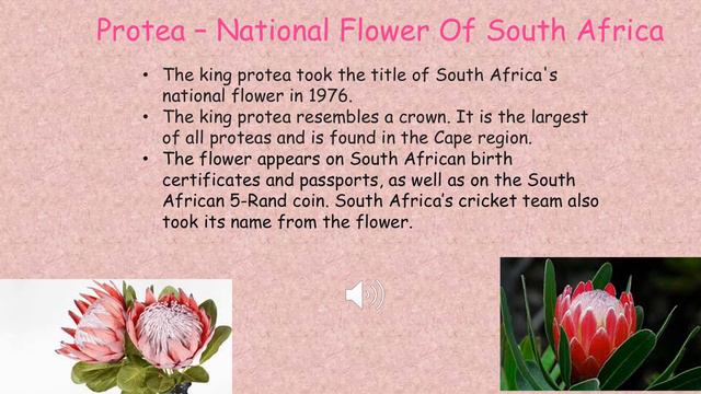 Protea art смотреть онлайн