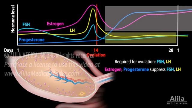 How Birth Control Pills Work, Animation смотреть онлайн