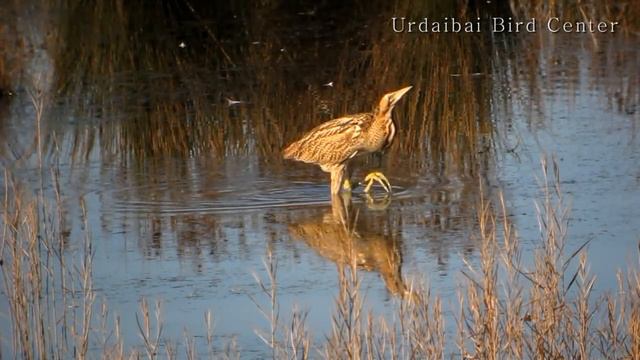Urdaibai Bird Center - Avetoro común - txori zezena- Botaurus stellaris смотреть онлайн