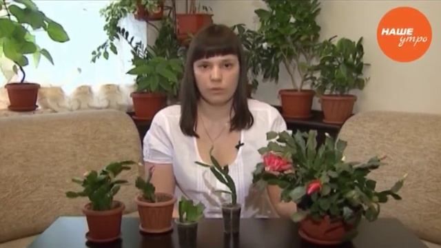 Анна Усова о цветке декабрист смотреть онлайн