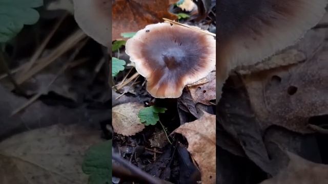 Коллибия масляная.Позднеосенний гриб. смотреть онлайн