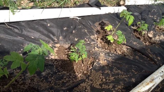 ТОМАТЫ в открытый грунт теперь высаживаю только так !!!