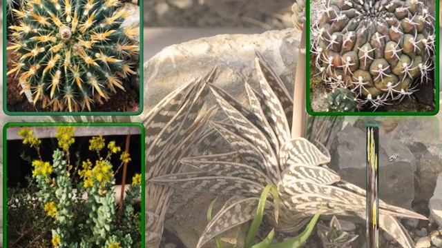 Cactus Gallery Nikitskiy Botanical Garden_Никитский ботанический сад Кактусовая галерея смотреть онлайн