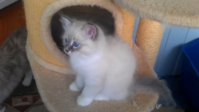 Князь Гвидон - 2 мес. питомник ЗОЛОТАЯ НИМФА www.kotaus.ru смотреть онлайн