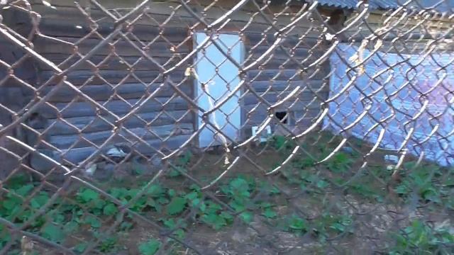 ОТ ЗАРОСЛЕЙ КРАПИВЫ ДО СУПЕРЦВЕТНИКОВ. ЭКСКУРСИЯ ПО НАШИМ ЦВЕТНИКАМ. смотреть онлайн