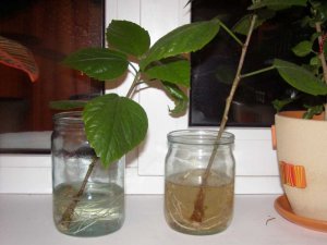 УКОРЕНЕНИЕ ГИБИСКУСА