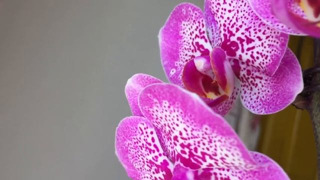 Пополнение в нашей коллекции. Орхидея Оригами. смотреть онлайн