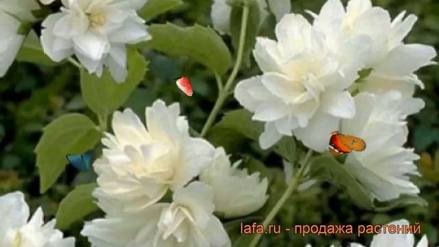 Жасмин садовый Шниструм ? садовый жасмин Шниструм обзор: как сажать, саженцы жасмина Шниструм смотреть онлайн