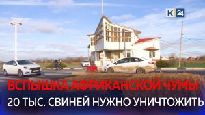В Ейском районе обнаружен очаг африканской чумы свиней